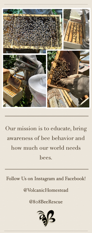 
                  
                    Load image into Gallery viewer, Adopt-a-Beehive Gift
                  
                